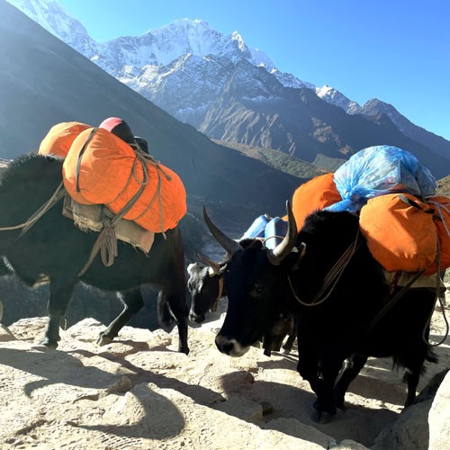 How Physically Fit Should You Be for the Everest Base Camp Trek