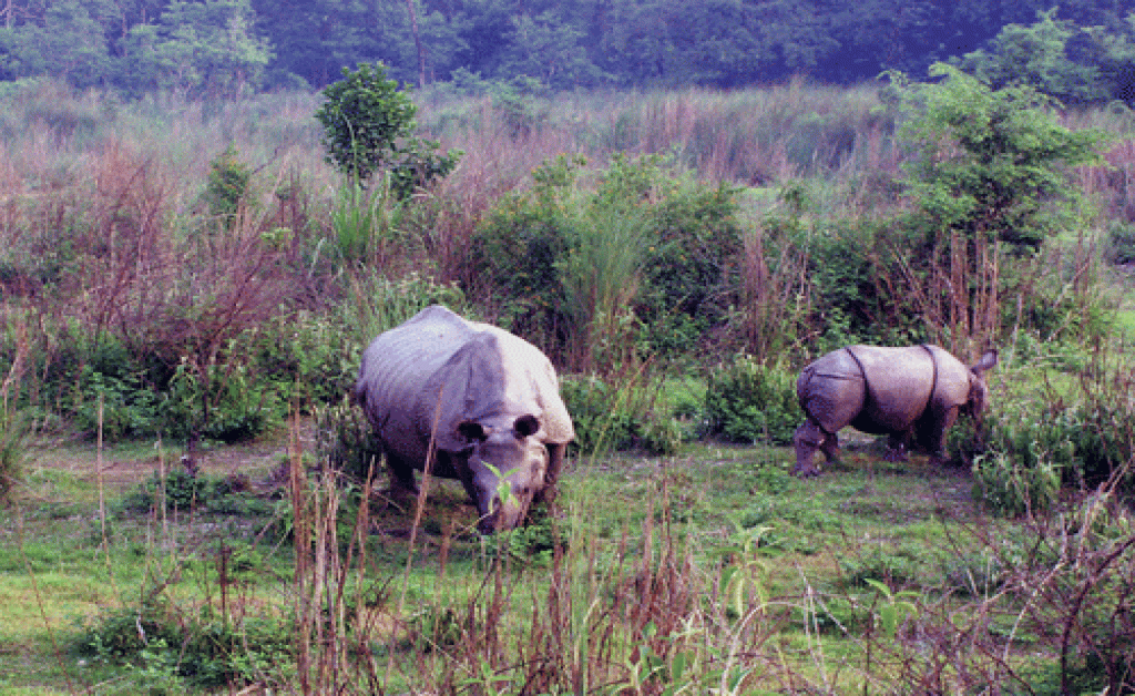 Bardia jungle safari tour