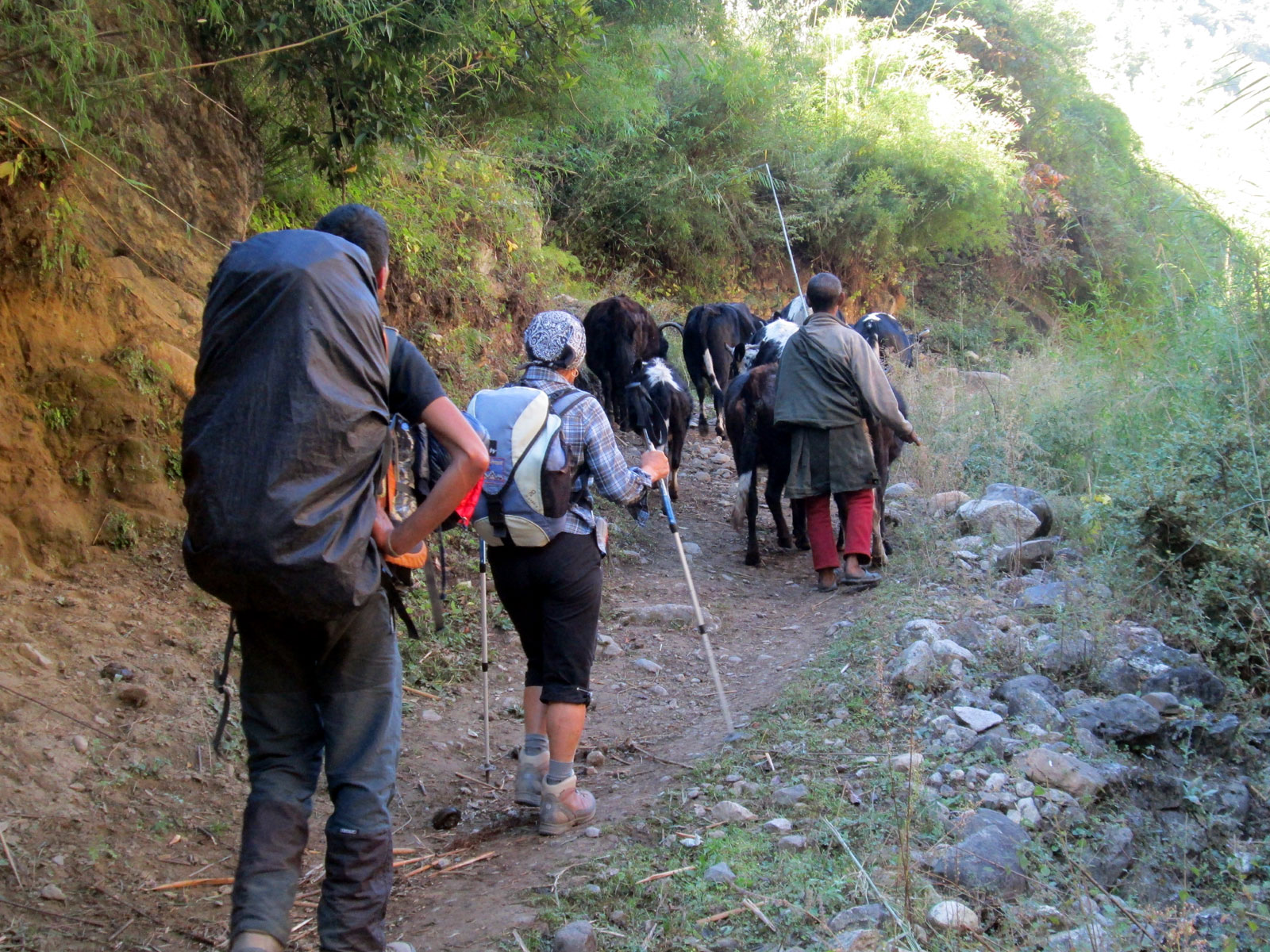 Trekker walking on the Manaslu Circuit route