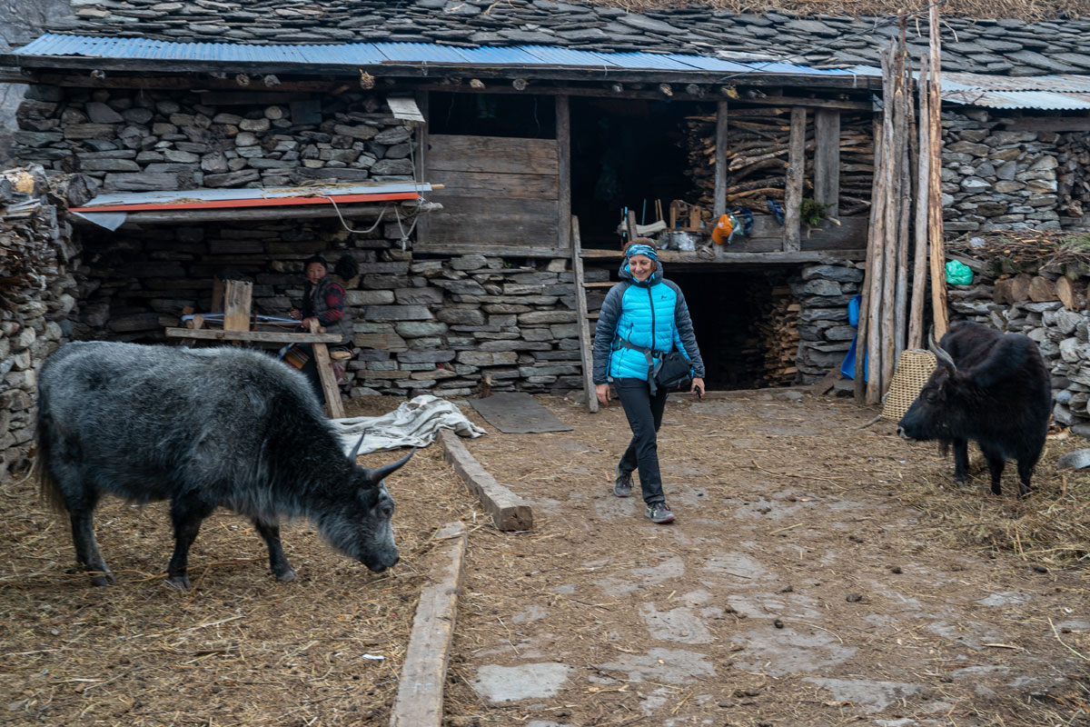 Female Trekker and Yak on the Manaslu Circuit