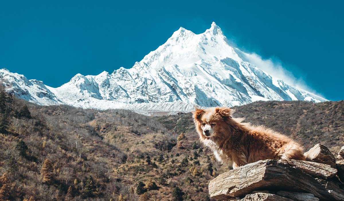 Best view of Mount Manaslu during the Manaslu Circuit Trek with a local dog on the trail