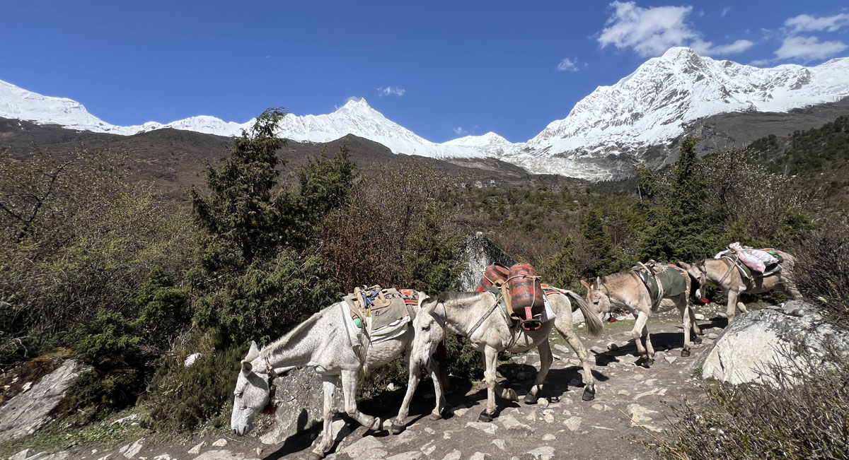 Mule on the high-altitude trail from Samagaun to Samdo on the Manaslu Circuit