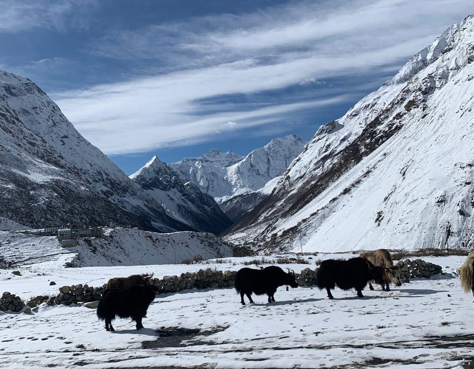 Yak caravan on the Manaslu Circuit Trek through a snow-covered Himalayan landscape