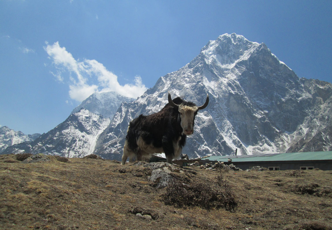 Yaks on the Everest Base Camp trail in the Himalayas