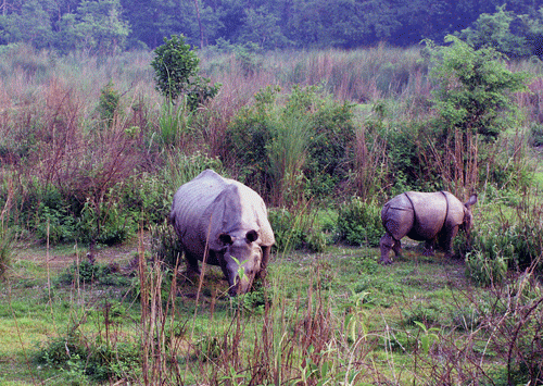 Bardia jungle safari