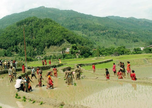 Paddy Planting Trek in Nepal